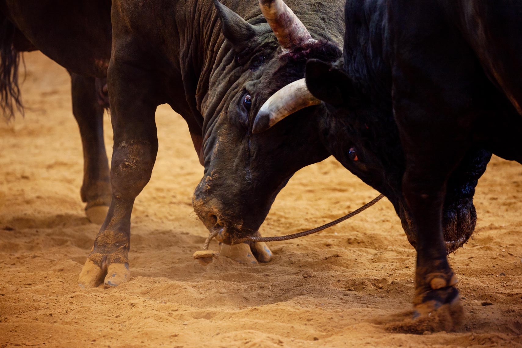 20190825_Bullfighting_472